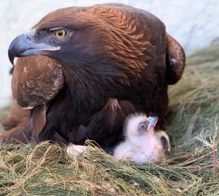 Golden Eagle with Chick
